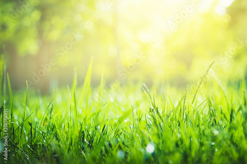 Green grass background with copy space. Summer nature landscape