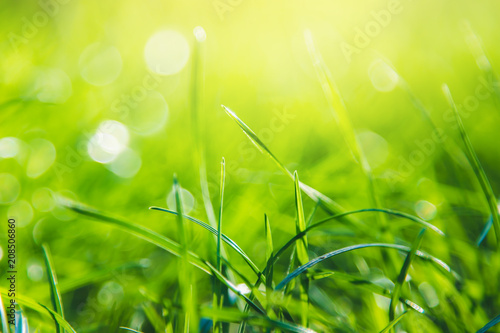 Green grass abstract background with copy space. Summer nature details