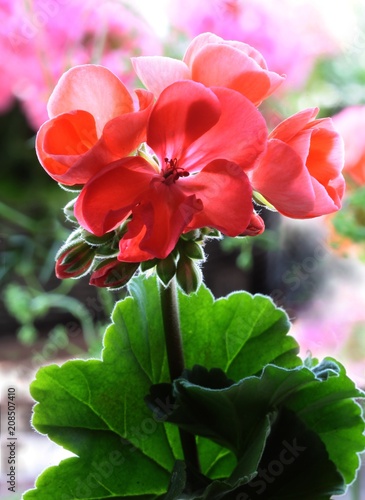 red and pink flowers of geranium macro