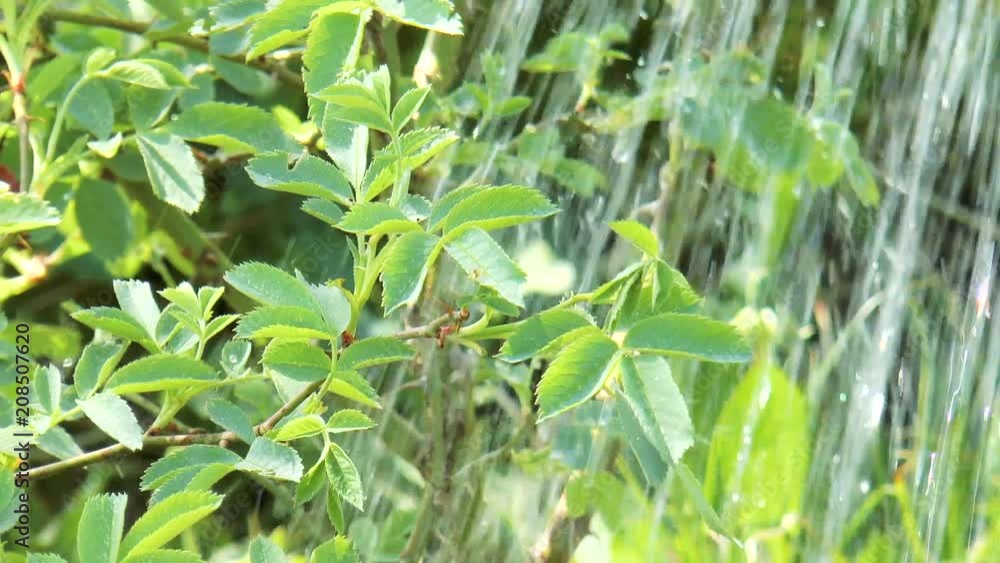 Man watering flowers from a watering can. Nature background Man watering flowers from a watering can. Nature background