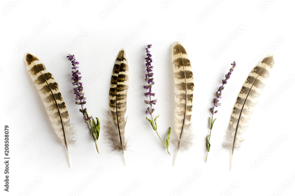 plant and feathers top view isolated on white plant and feathers top view isolated on white