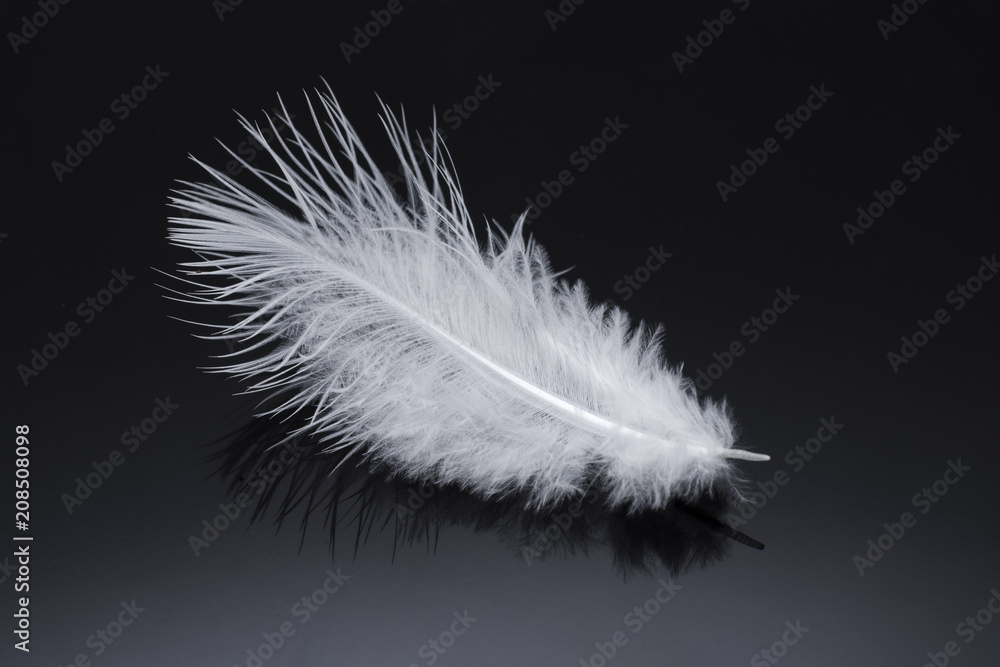 Obraz premium white fluffy feather isolated on black