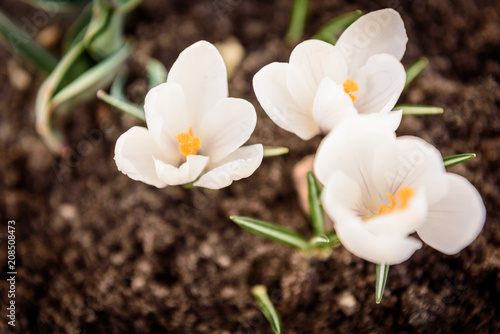 White crocuses growing on the ground in early spring close up. First spring flowers blooming in garden. © Natallia