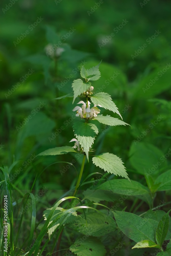 Taraxacum platycarpum (Kanto tanpopo)
Taraxacum platycarpum (Kanto tanpopo)