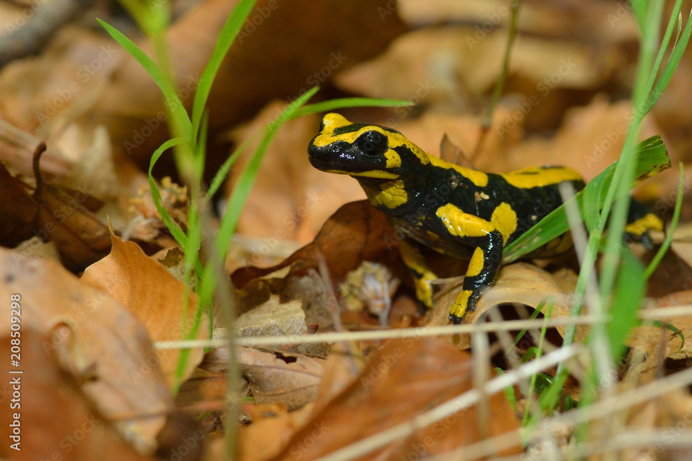 Fototapeta premium Feuersalamander auf dem Waldboden im Harz
