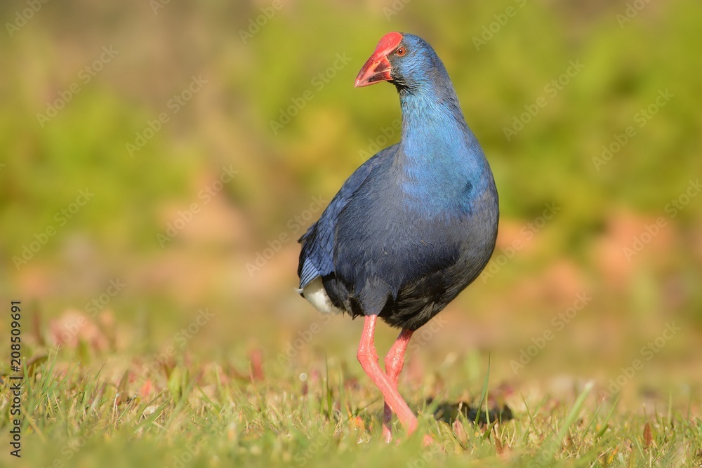 Purple Swamphen (Porphyrio porphyrio) walking accross the meadow captured close up Purple Swamphen (Porphyrio porphyrio) walking accross the meadow captured close up