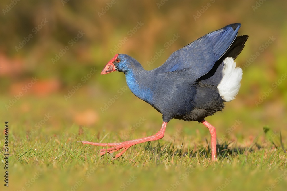 Purple Swamphen (Porphyrio porphyrio) walking accross the meadow captured close up Purple Swamphen (Porphyrio porphyrio) walking accross the meadow captured close up