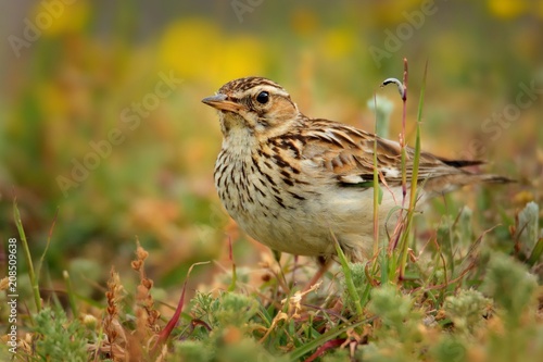 Wood Lark - Lullula arborea on the meadow (pastureland) in Romania