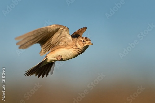 Sky Lark (Alauda arvensis) flying over the field with brown and blue backgrond. Brown bird captured in flight enlightened by evening sun photo