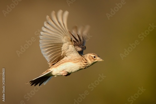 Sky Lark (Alauda arvensis) flying over the field with brown backgrond. Brown bird captured in flight enlightened by evening sun photo