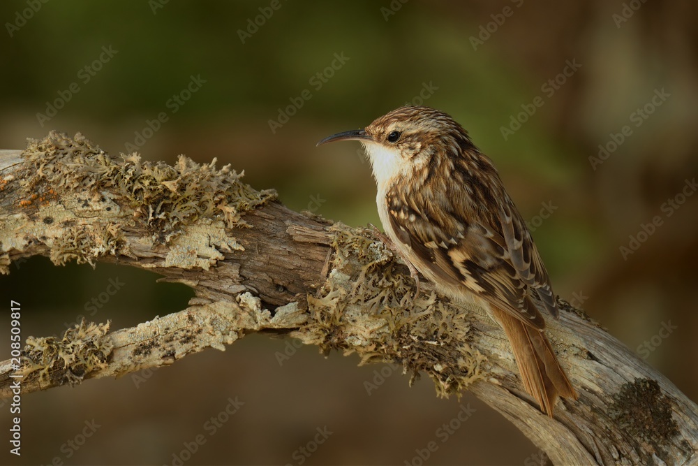 Fototapeta premium Short-toed Treecreeper - Certhia brachydactyla