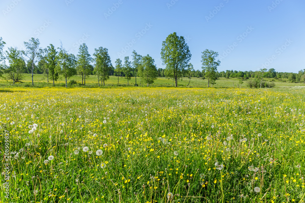 Scenic view over flowering summer meadow Scenic view over flowering summer meadow