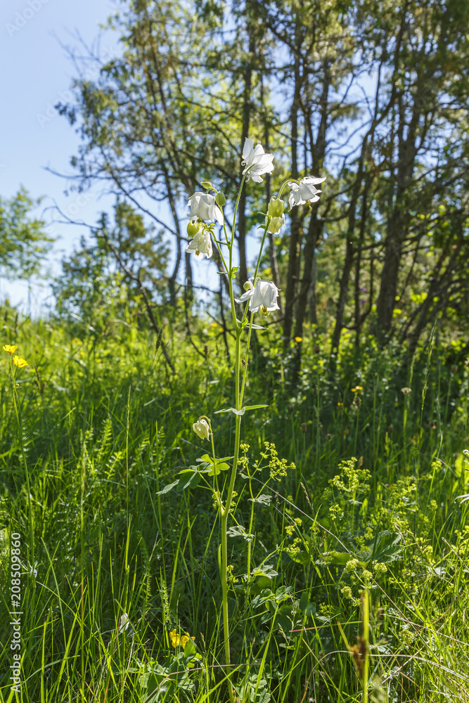 White Columbine flowers at a meadow in a summer landscape White Columbine flowers at a meadow in a summer landscape