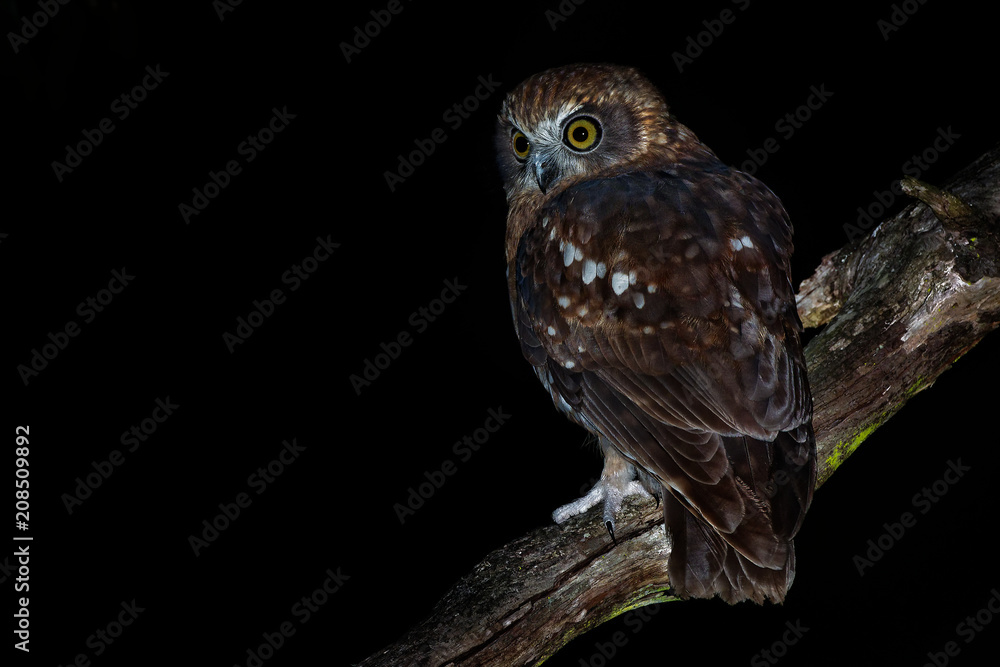 Ninox boobook - Southern Boobook Australian owl Ninox boobook - Southern Boobook Australian owl