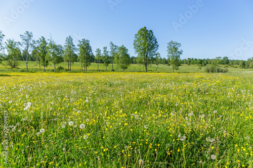 Scenic view over flowering summer meadow