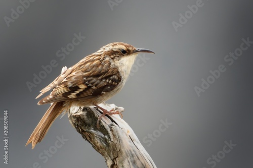 Canvas Print Short-toed Treecreeper - Certhia brachydactyla