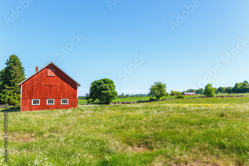 Flowering summer meadow in a rural landscape with a barn