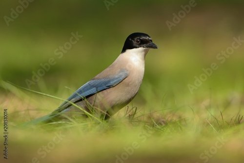 Azure-winged Magpie (Cyanopica cyanus) searching for the food