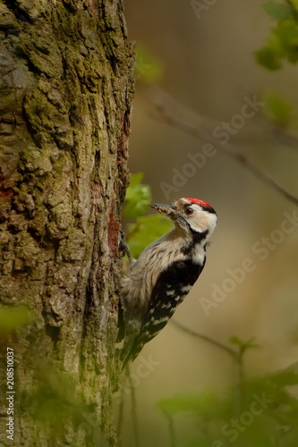 Lesser Spotted Woodpecker - Dendrocopos minor feeding his chicks in the nesthole on the tree