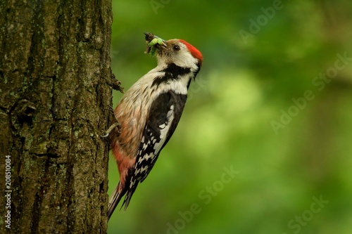 Middle Spotted Woodpecker - Dendrocopos medius © phototrip.cz
