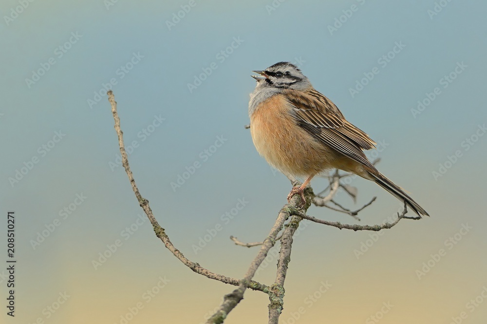 Rock Bunting (Emberiza cia) perched on a branch captured closed up - obrazy, fototapety, plakaty 