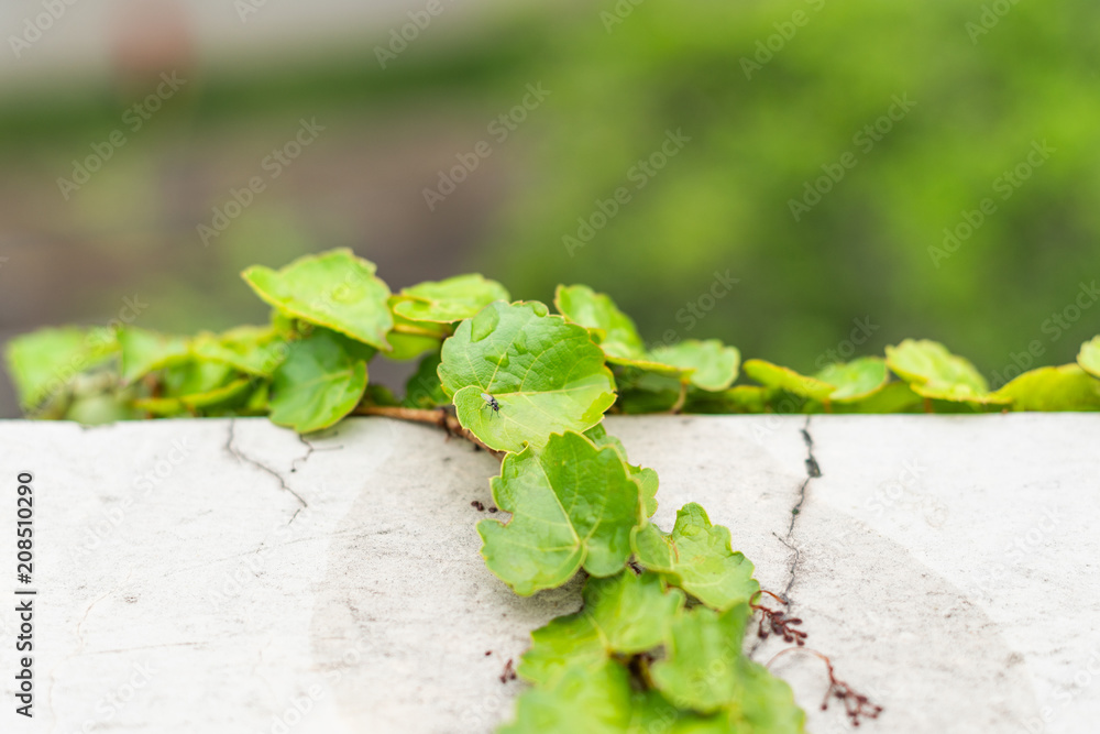 Creeper plant, summer comes Creeper plant, summer comes
