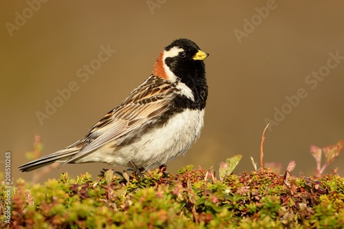 Lapland Bunting - Calcarius lapponicus in the Norwegian tundra photo