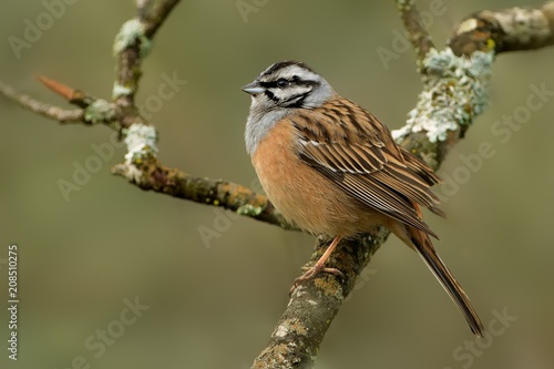 Rock Bunting (Emberiza cia) perched on a branch captured closed up