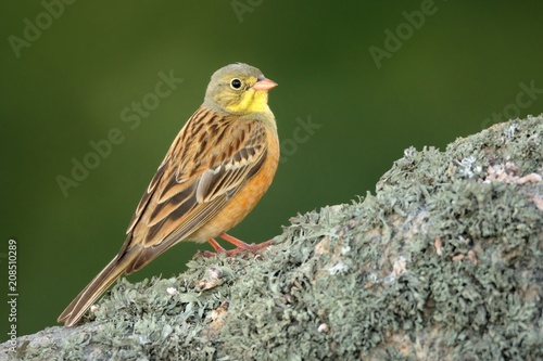 Ortolan Bunting (Emberiza hortulana) perched on a hawthorn branch photo