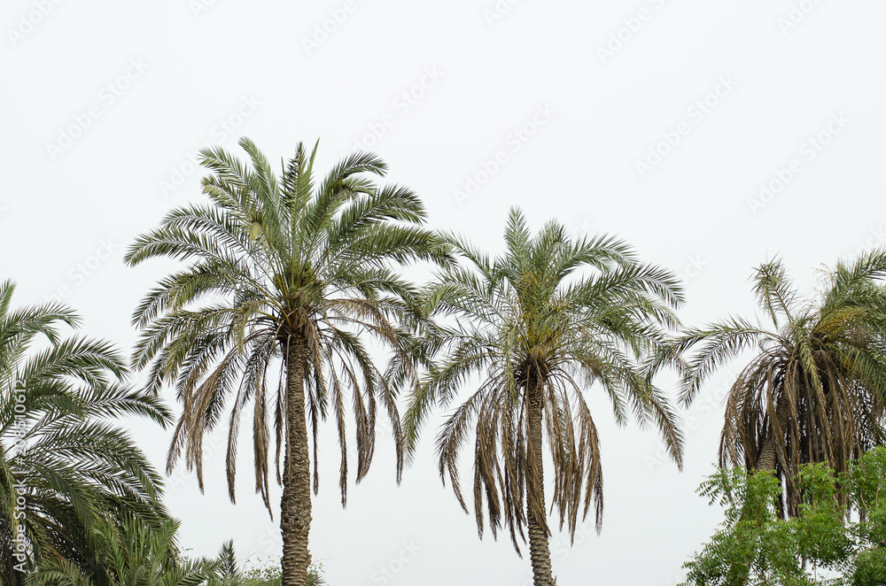 Date Palm trees with raw dates