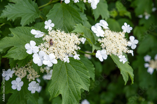 Wild bee pollinating white flowers of American cranberrybush viburnum