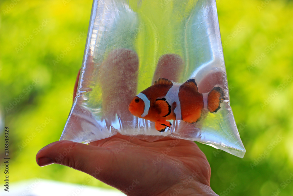 Fototapeta premium Ocellaris clownfish in the bag is ready to be transported to new home 