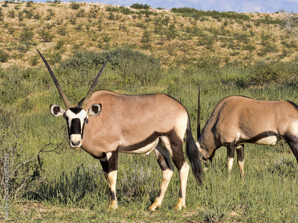 Gemsbok, Oryx gazella gazella, grazing in tall grass, Kalahari, South Africa Gemsbok, Oryx gazella gazella, grazing in tall grass, Kalahari, South Africa