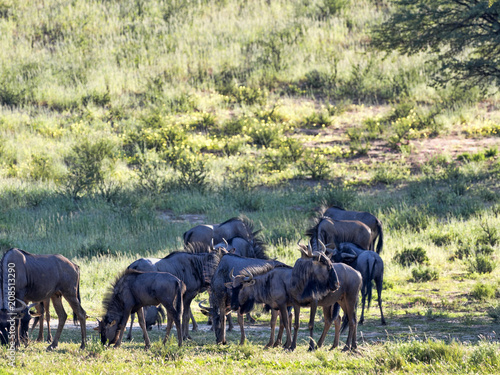 Herd Wildebeest, Connochaetes t.taurinus,, Kalahari South Africa © vladislav333222