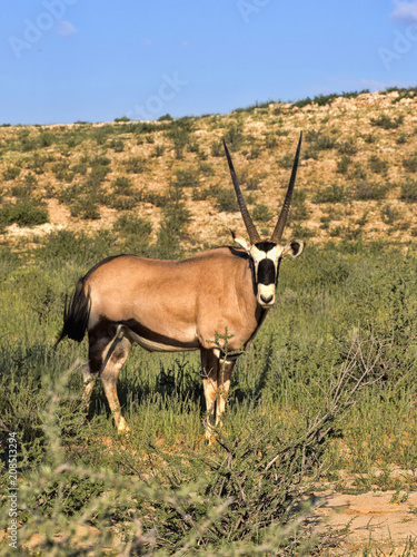Gemsbok  Oryx gazella gazella  grazing in tall grass  Kalahari  South Africa