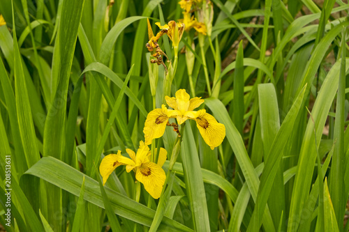  Yellow Irises Hidcote Manor Garden, Chipping Campden, Gloucestershire. United Kingdom
