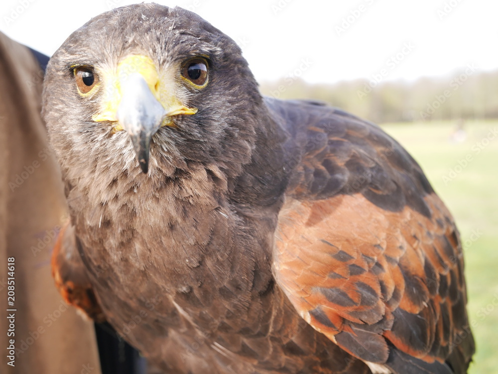 aigle aigle