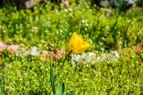 Yellow tulip on flowerbed in city park