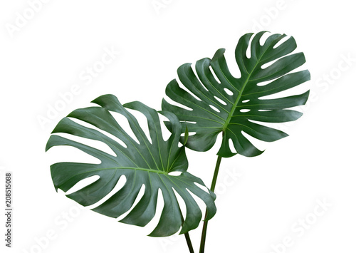 Monstera plant leaves, the tropical evergreen vine isolated on white background, clipping path included photo