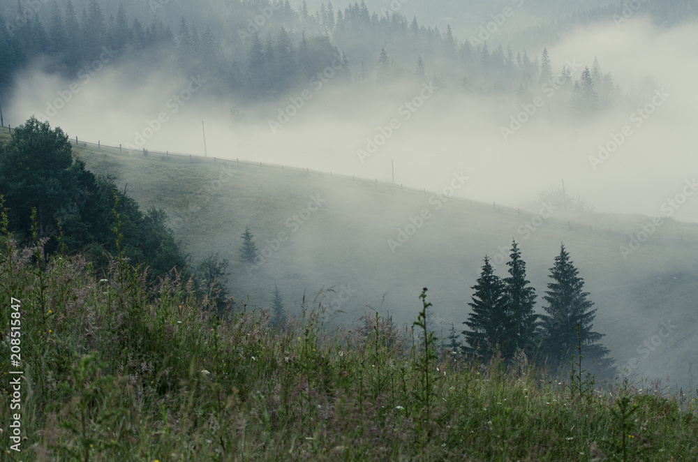 Foggy morning summer landscape, amazing hipster background with fir trees