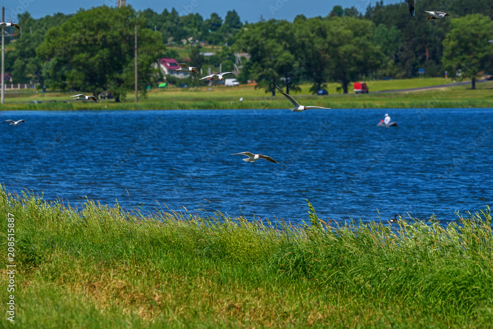 Obraz premium flock of seagulls over the lake