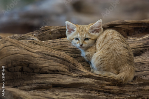 A small sand cat on a log 