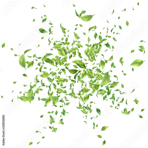 Green Flying Leaves