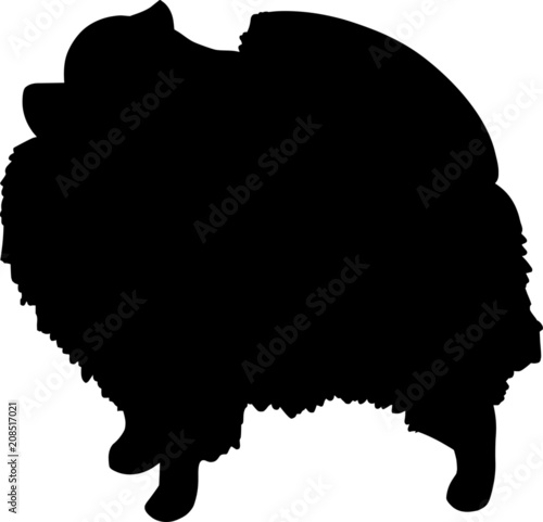 Pomeranian Dog