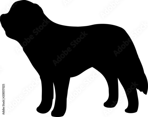 St. Bernard Dog