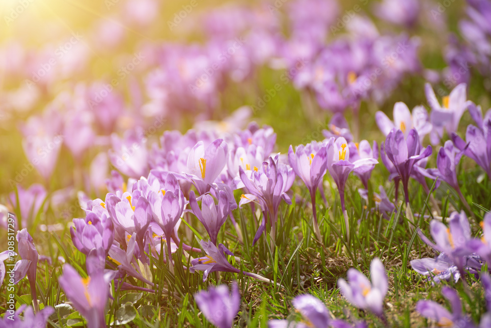 Beautiful violet crocus flower growing in the dry grass, the first sign of spring. Seasonal easter background.
