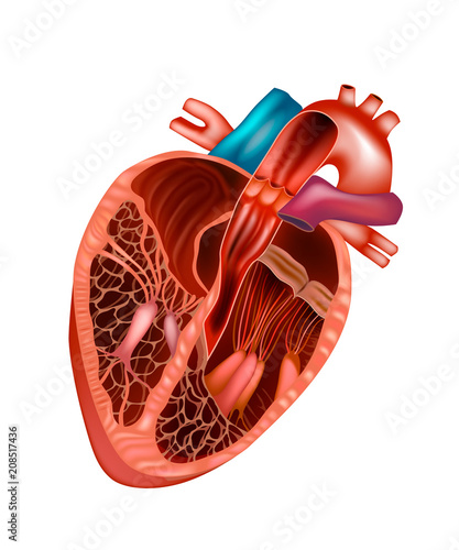 HEART ANATOMY cross section. Part of the human heart