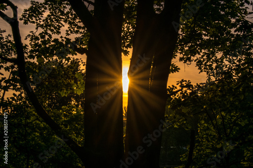 Sonnenstrahlen durchbrechen die Baumstämme bei Sonnenaufgang photo