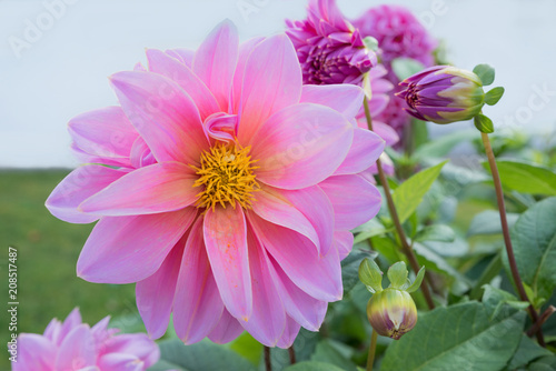Fototapeta Naklejka Na Ścianę i Meble -  Dahlienblüte rosa ungefüllt