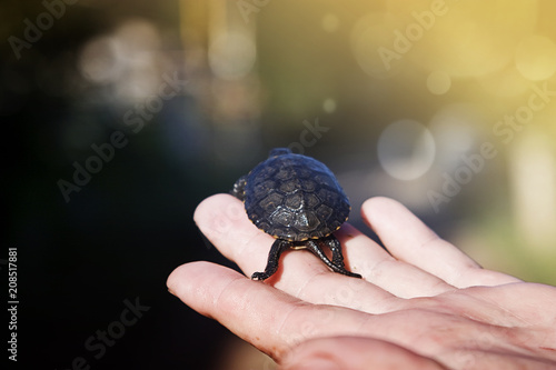 Little turtle crawling on the man's palm
